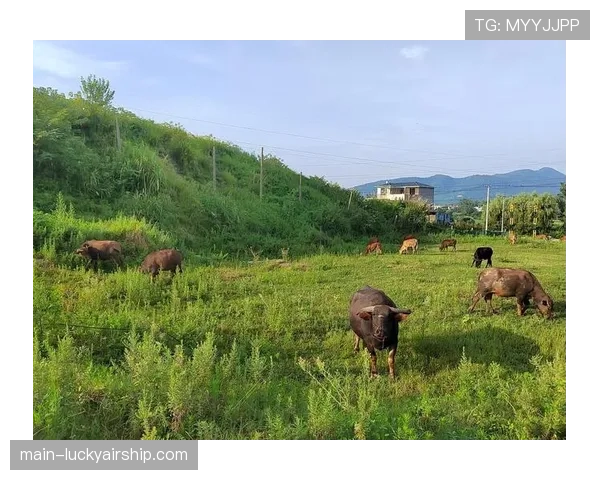 从放牛娃到世界冠军：凉山彝族小伙曲木溪福的东京逆袭之路